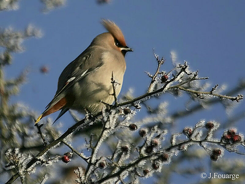 Bohemian Waxwing