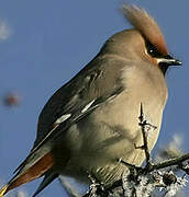 Bohemian Waxwing