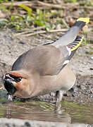 Bohemian Waxwing