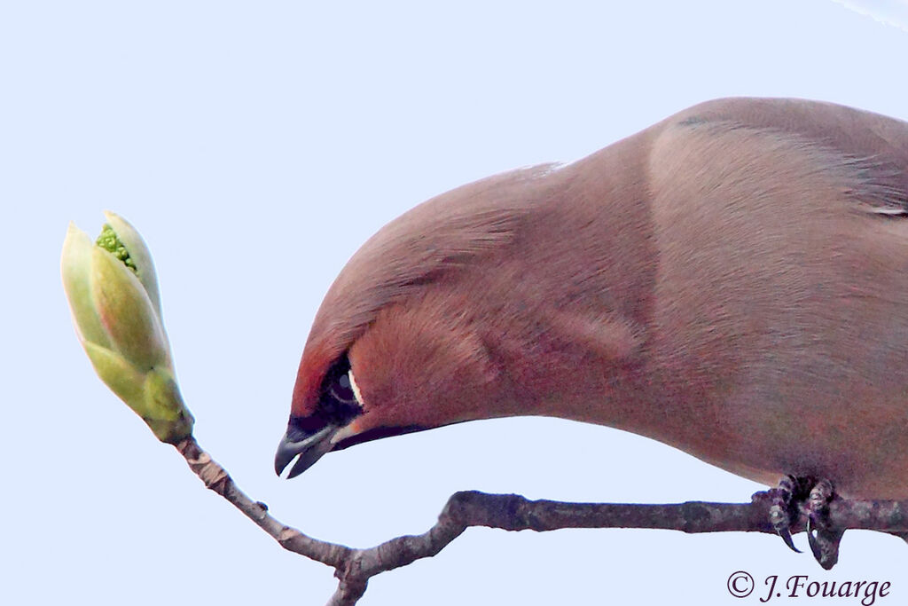 Bohemian Waxwing