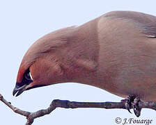 Bohemian Waxwing