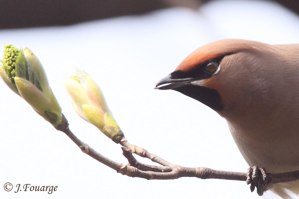 Bohemian Waxwing