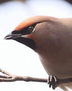 Bohemian Waxwing