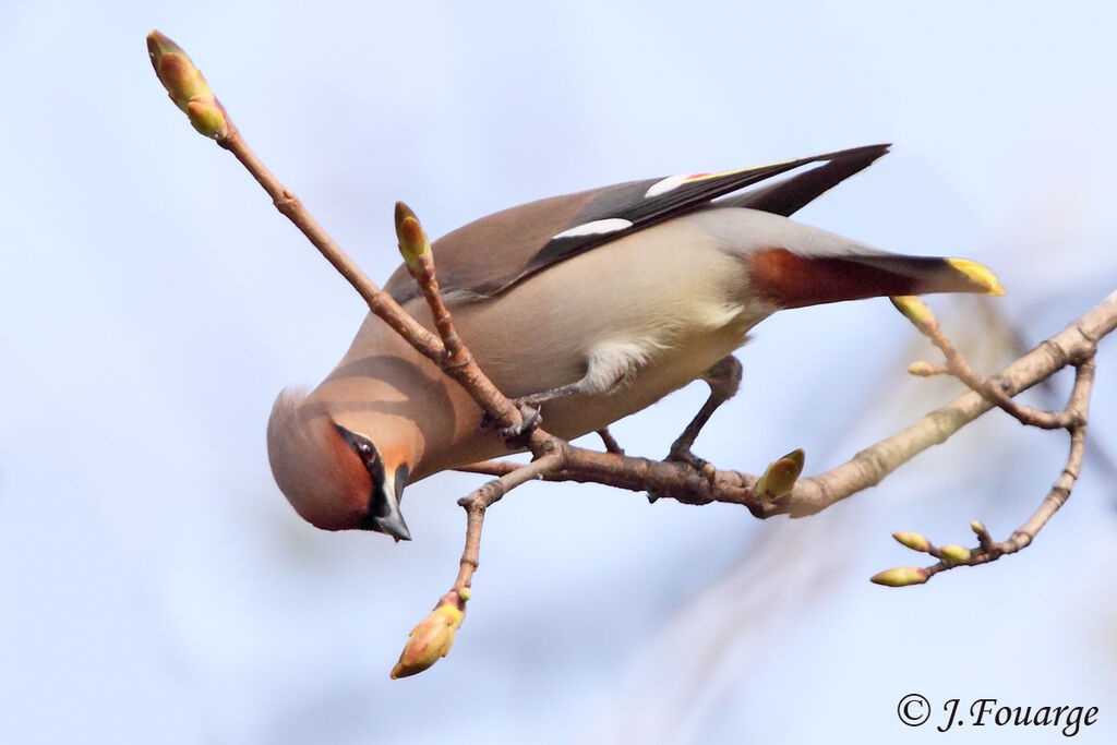 Bohemian Waxwing