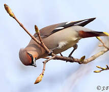 Bohemian Waxwing