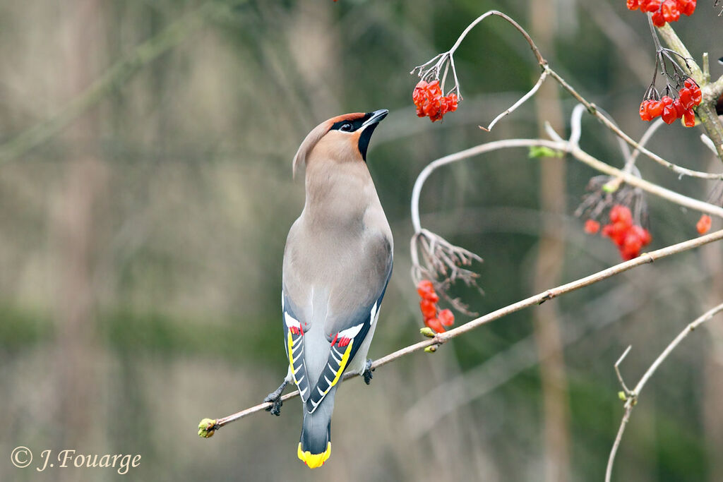 Bohemian Waxwing