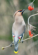 Bohemian Waxwing