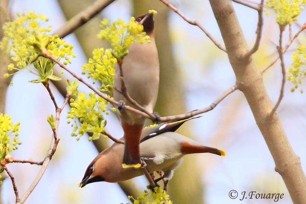 Bohemian Waxwing