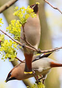 Bohemian Waxwing