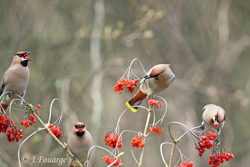 Bohemian Waxwing