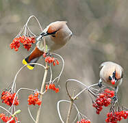 Bohemian Waxwing