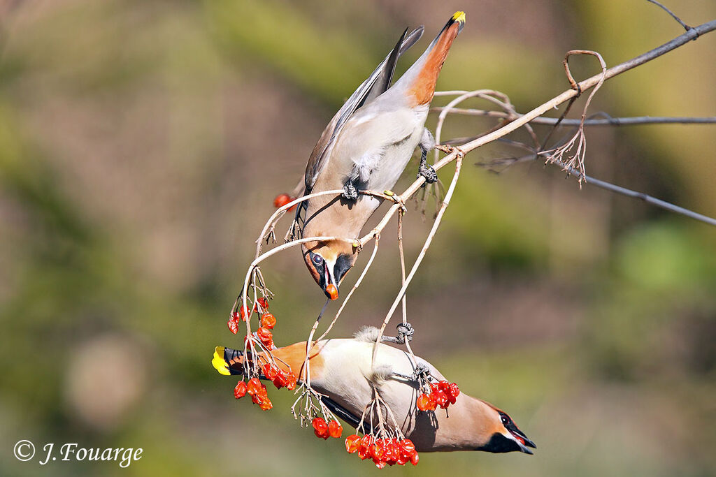 Bohemian Waxwing