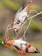 Bohemian Waxwing