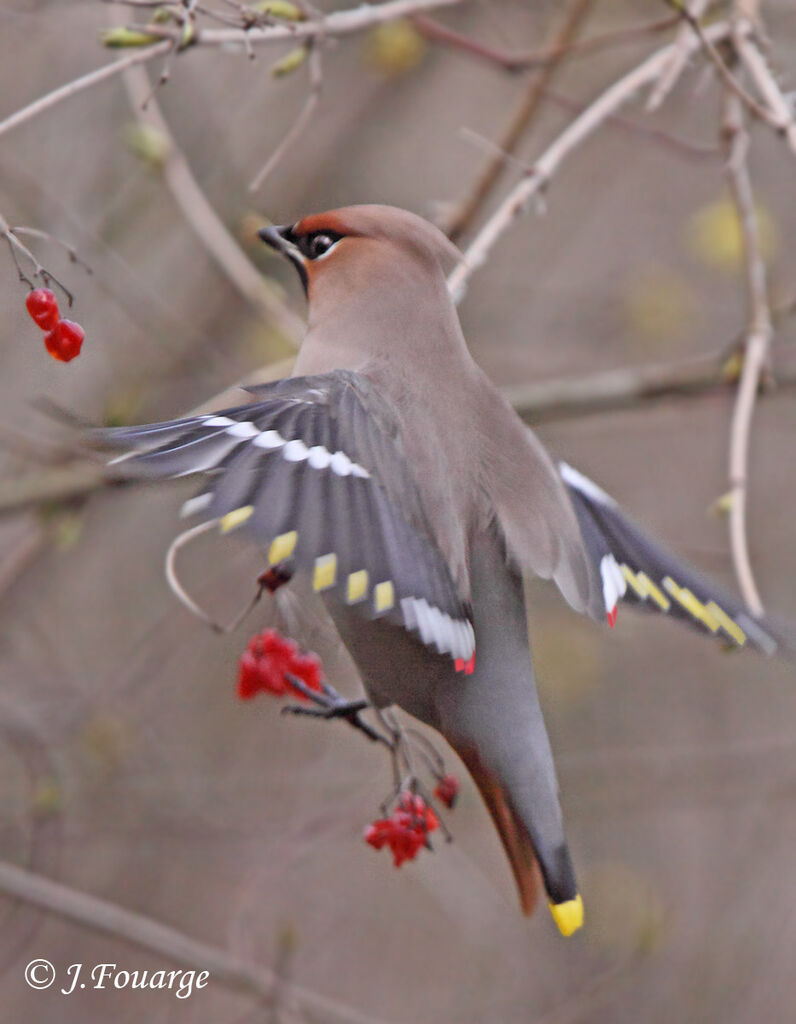 Bohemian Waxwing