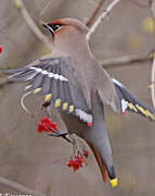 Bohemian Waxwing