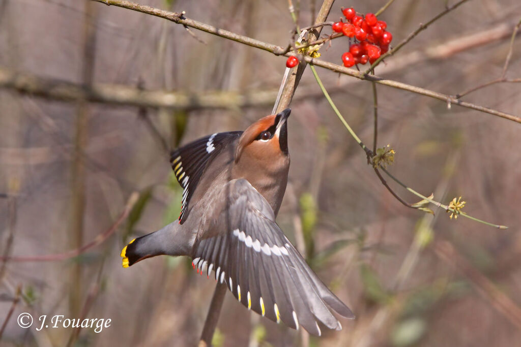 Bohemian Waxwing