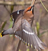 Bohemian Waxwing