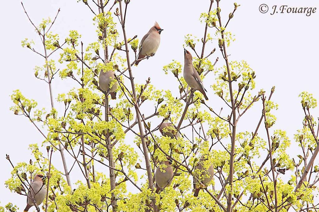 Bohemian Waxwing