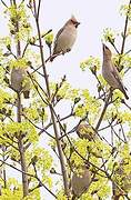 Bohemian Waxwing