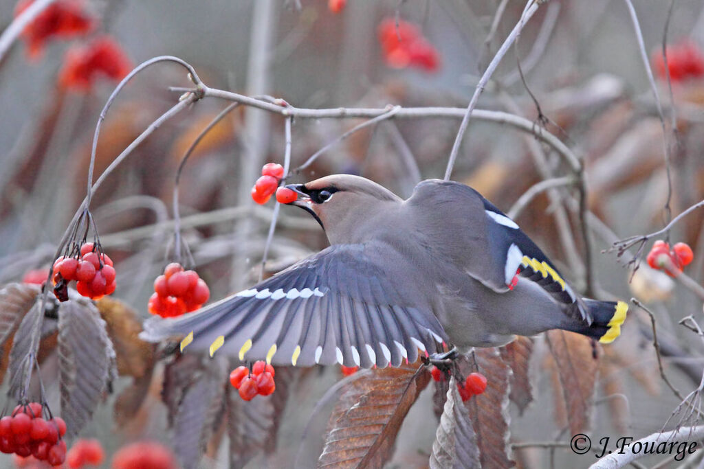 Bohemian Waxwing