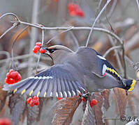 Bohemian Waxwing