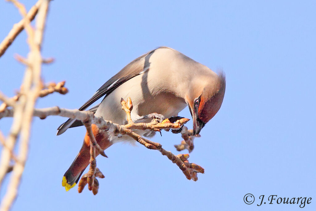 Bohemian Waxwing