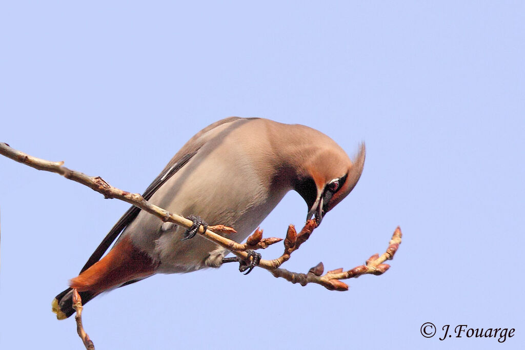 Bohemian Waxwing