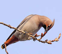 Bohemian Waxwing