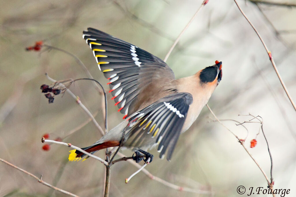 Bohemian Waxwing male adult