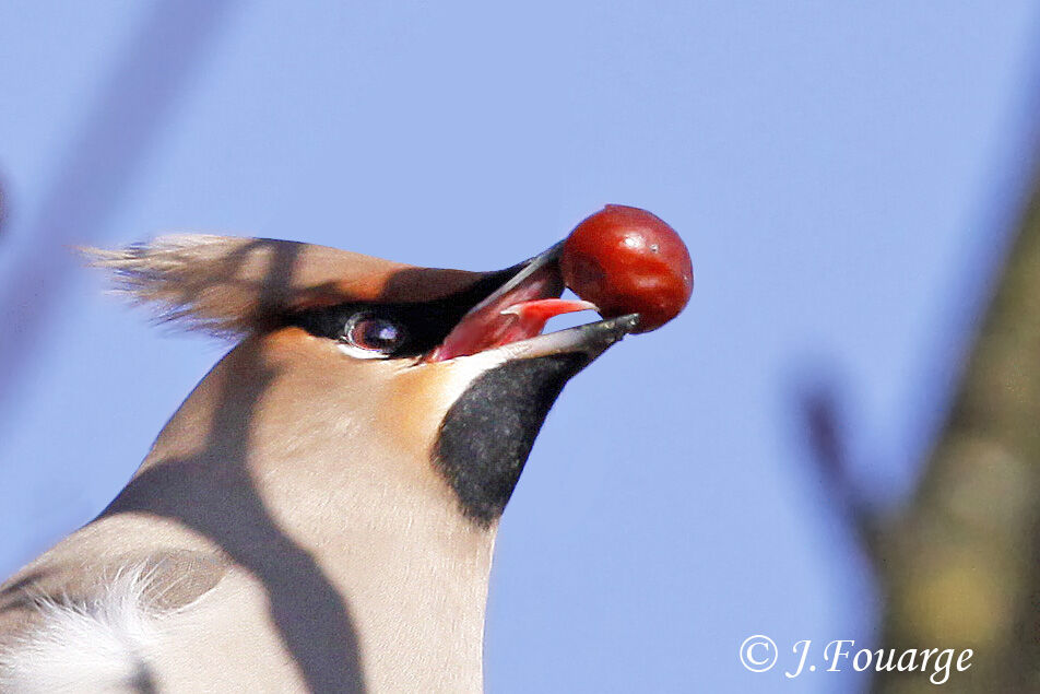 Bohemian Waxwing