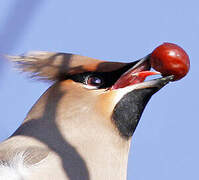 Bohemian Waxwing