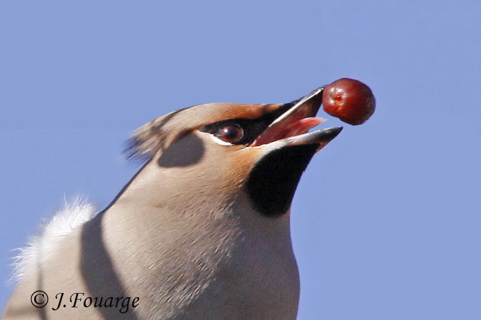 Bohemian Waxwing male juvenile, feeding habits, Behaviour