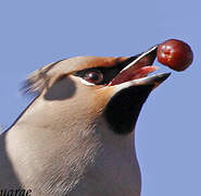 Bohemian Waxwing
