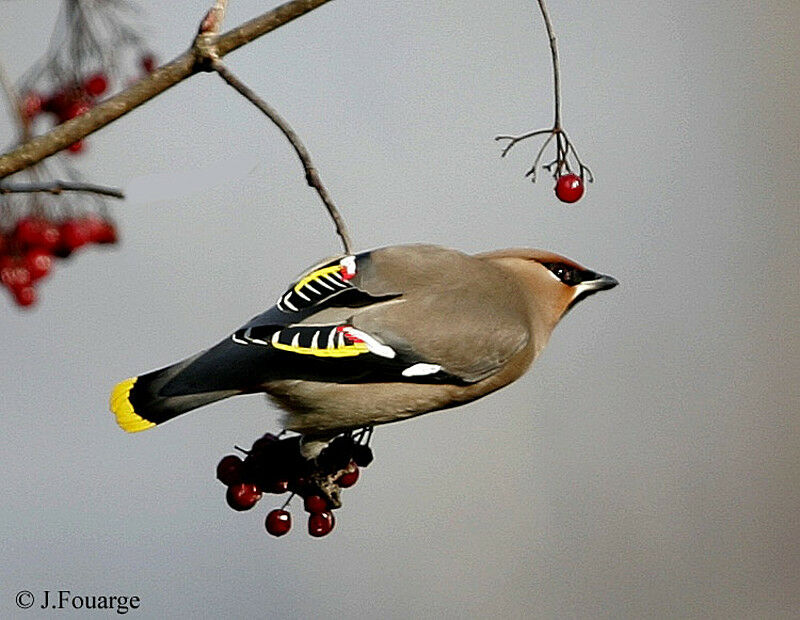 Bohemian Waxwing