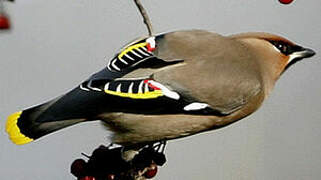 Bohemian Waxwing