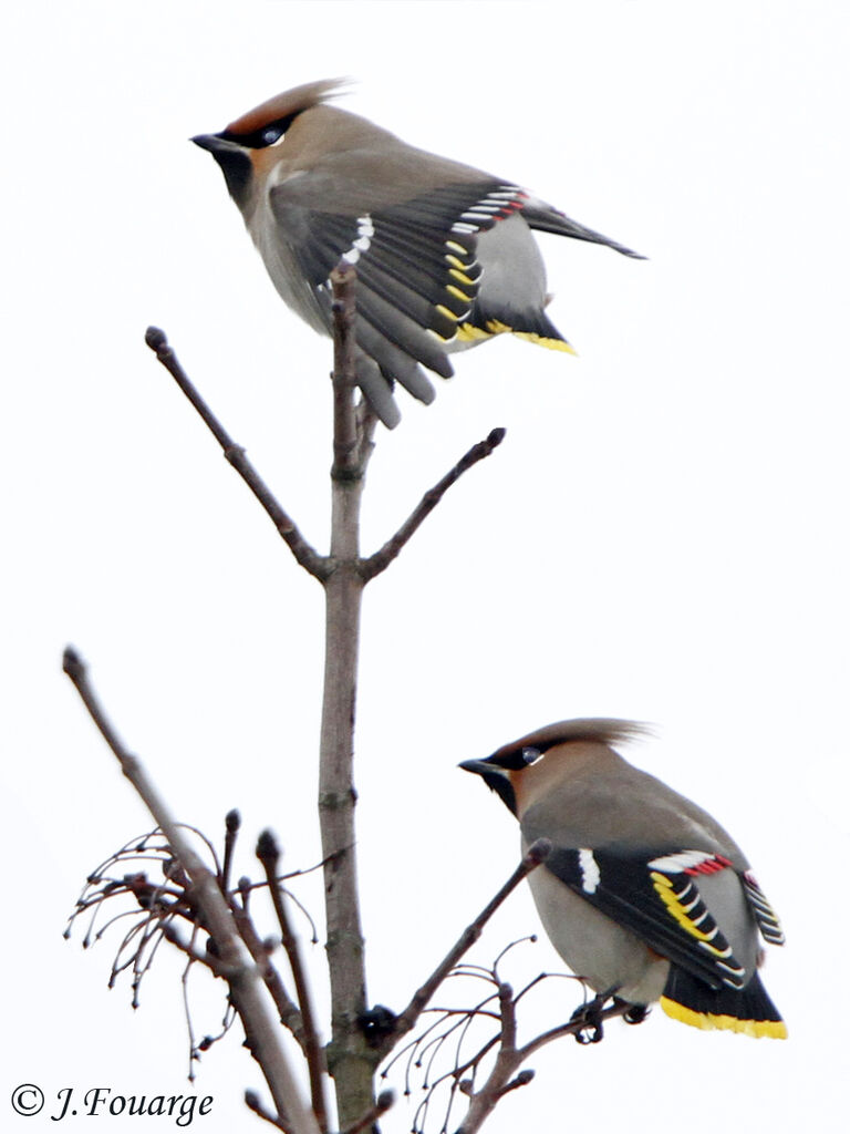 Bohemian Waxwing , identification