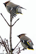 Bohemian Waxwing