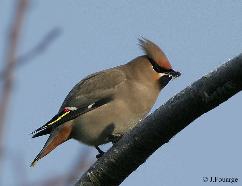 Bohemian Waxwing