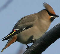 Bohemian Waxwing