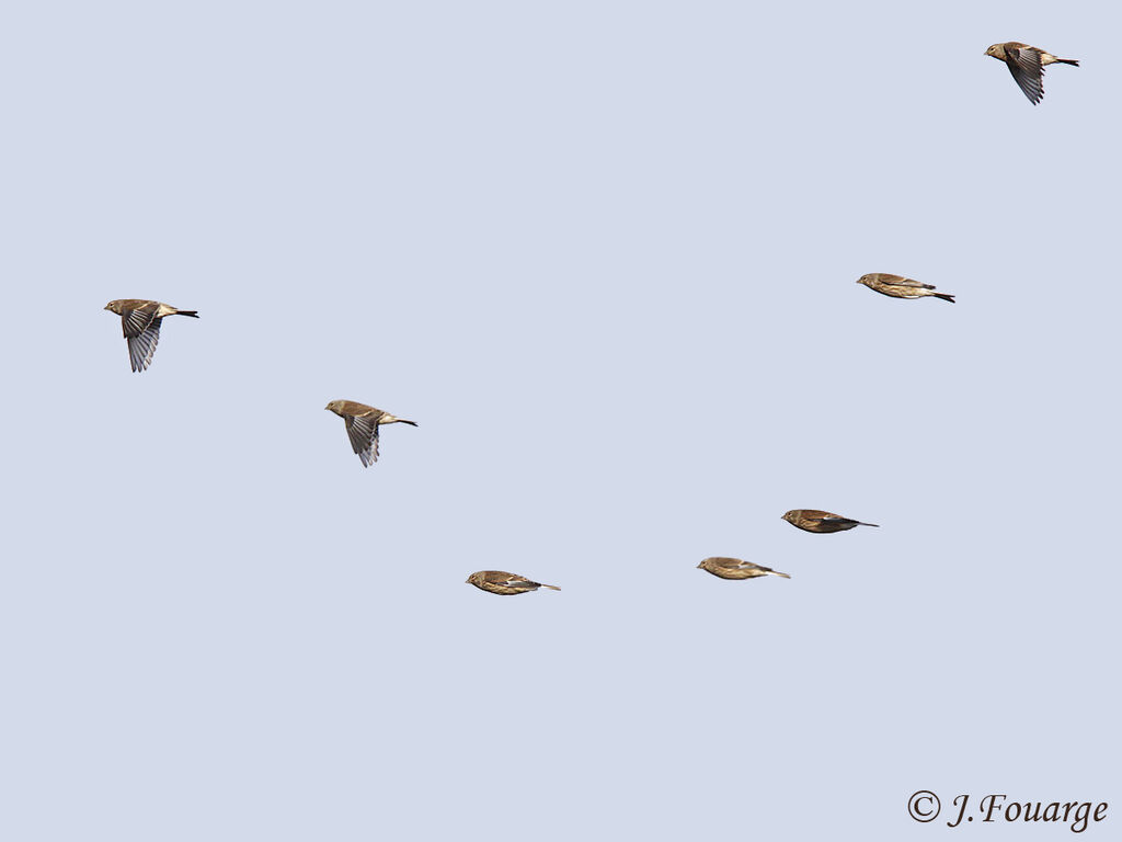 Common Linnet, Flight