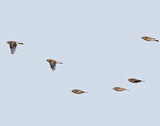 Common Linnet