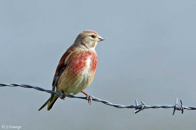 Common Linnet male adult, identification, Reproduction-nesting