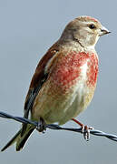 Common Linnet