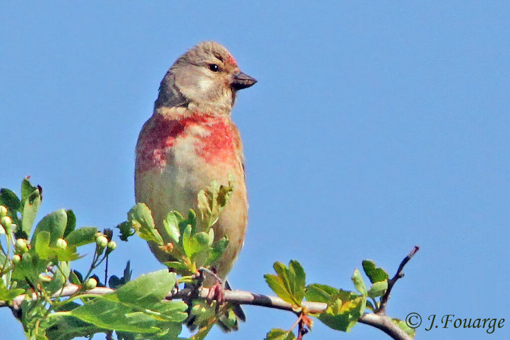 Linotte mélodieuse mâle adulte, identification