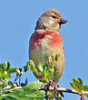 Linotte mélodieuse