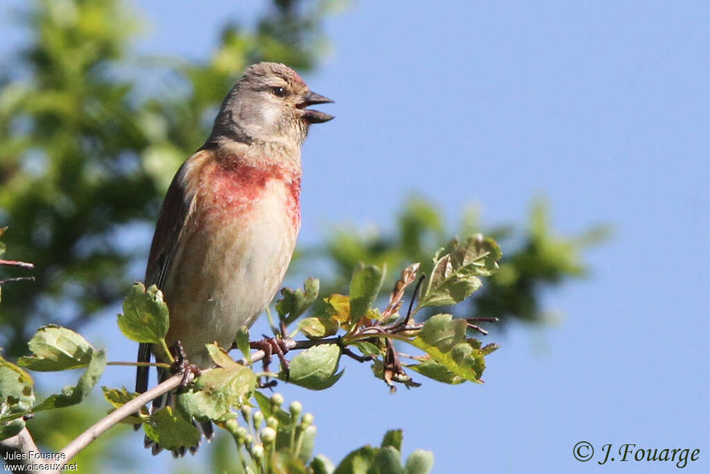 Linotte mélodieuse mâle adulte nuptial, pigmentation, chant