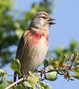 Common Linnet