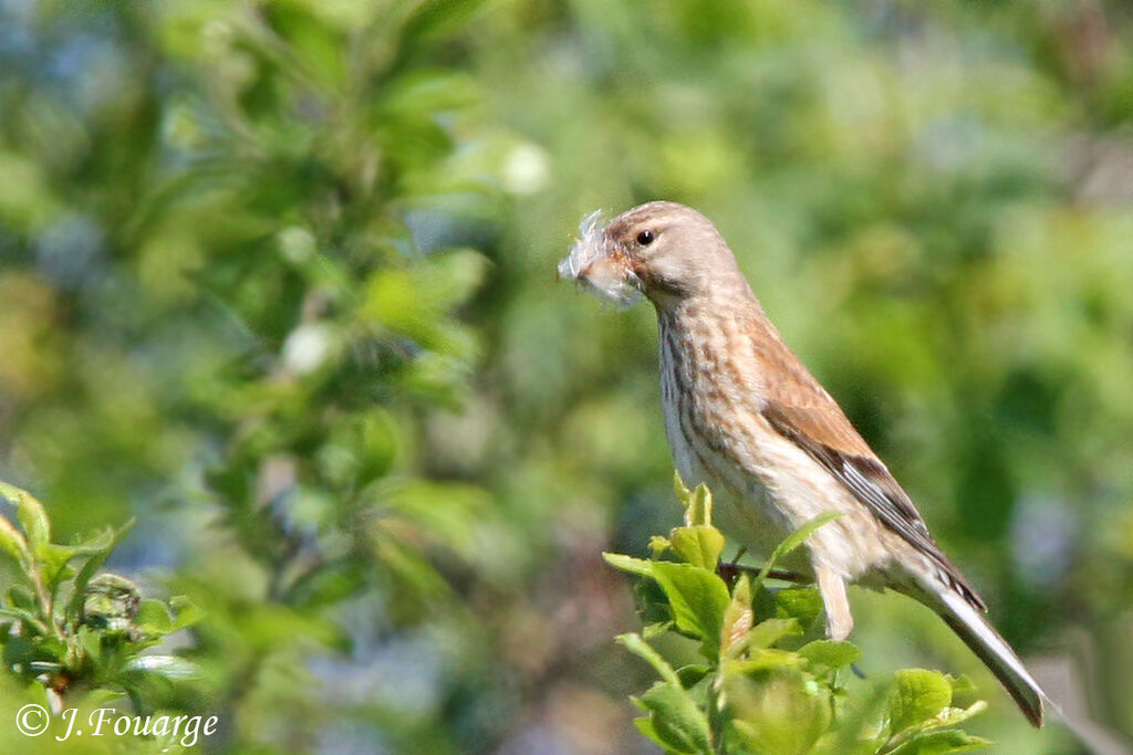 Linotte mélodieuse femelle adulte, identification, Comportement