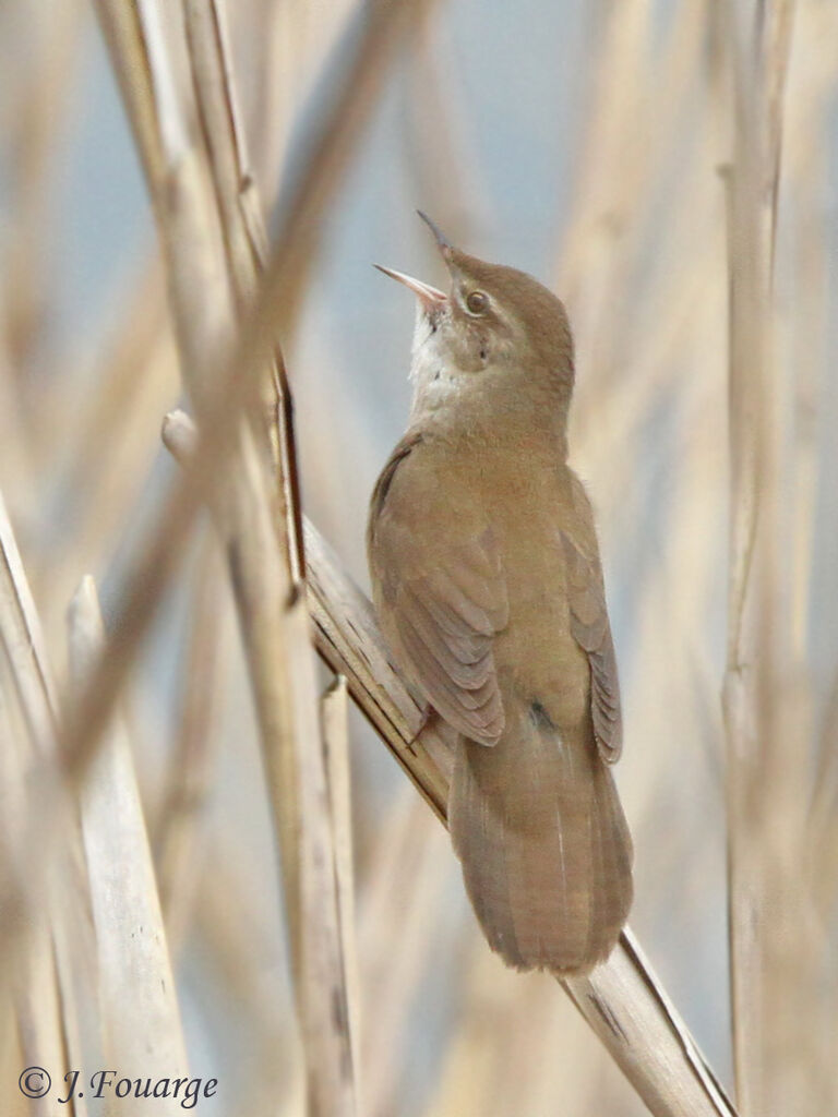 Locustelle luscinioïde mâle adulte, identification, chant