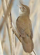 Savi's Warbler